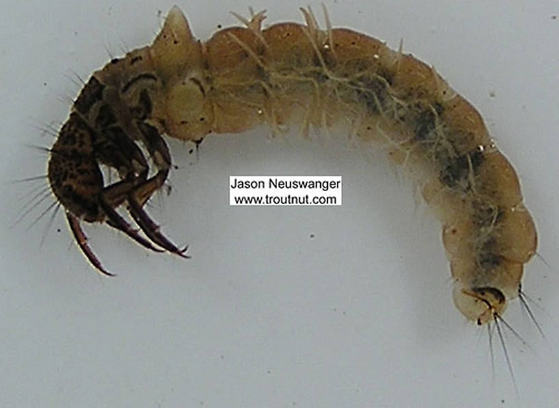 Limnephilus (Summer Flier Sedge) Caddisfly Larva