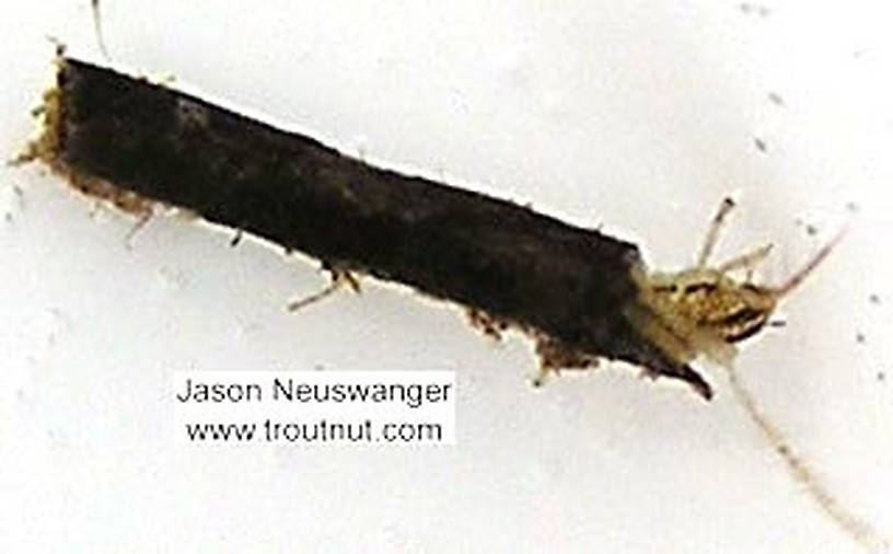 Limnephilidae (Giant Sedges) Caddisfly Larva from unknown in Wisconsin