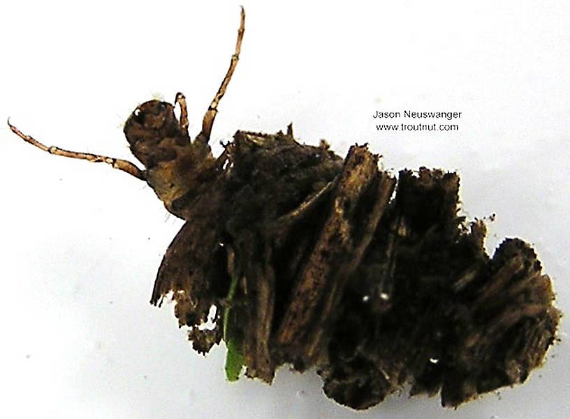 Platycentropus (Chocolate and Cream Sedges) Caddisfly Larva