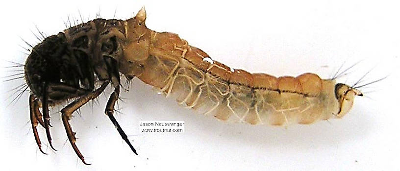 Lateral view of a Limnephilidae (Giant Sedges) Caddisfly Larva from unknown in Wisconsin
