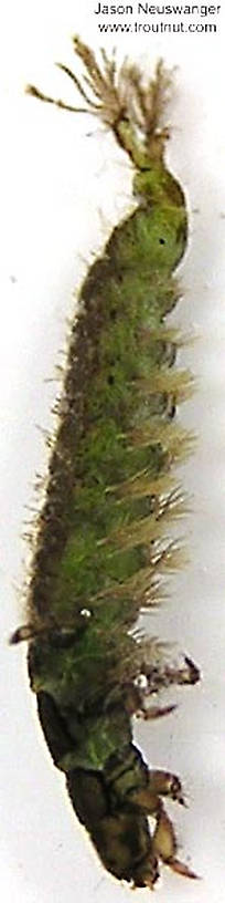 Lateral view of a Hydropsychidae Caddisfly Larva from unknown in Wisconsin
