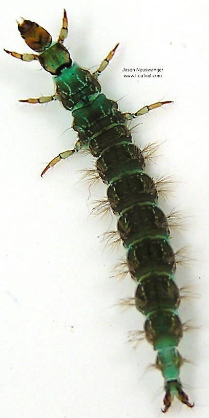 Dorsal view of a Rhyacophila brunnea (Rhyacophilidae) (Green Sedge) Caddisfly Larva from unknown in Wisconsin