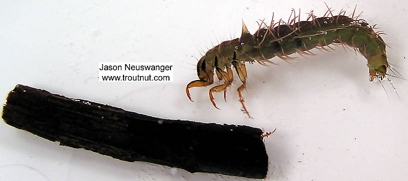 Case view of a Phryganeidae Caddisfly Larva from unknown in Wisconsin