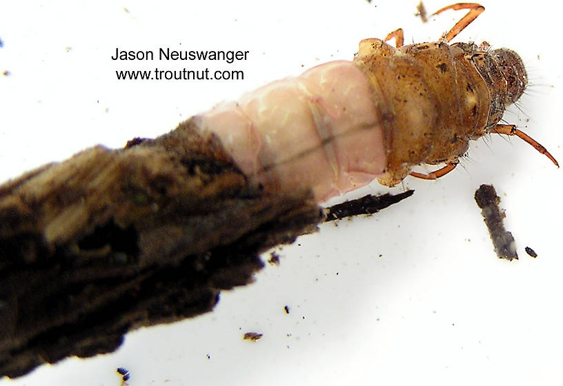 Dorsal view of a Limnephilidae (Giant Sedges) Caddisfly Larva from unknown in Wisconsin