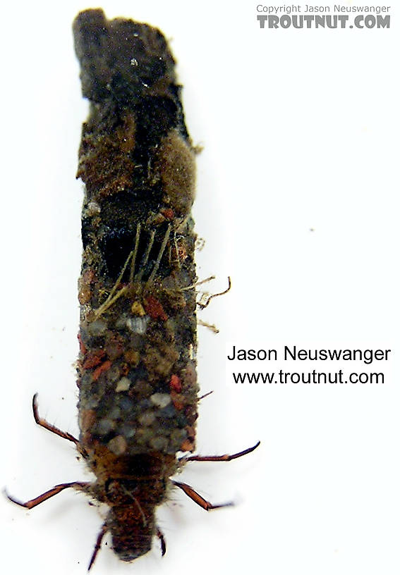 Case view of a Onocosmoecus unicolor (Limnephilidae) (Great Late-Summer Sedge) Caddisfly Larva from unknown in Wisconsin