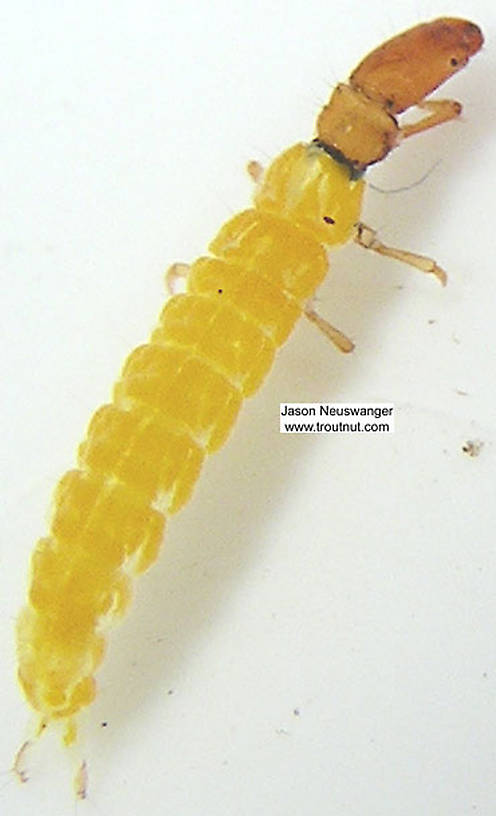Dorsal view of a Chimarra (Philopotamidae) (Little Black Sedge) Caddisfly Larva from unknown in Wisconsin