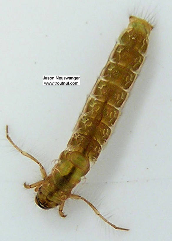 Dorsal view of a Molanna (Molannidae) (Gray Checkered Sedge) Caddisfly Larva from unknown in Wisconsin