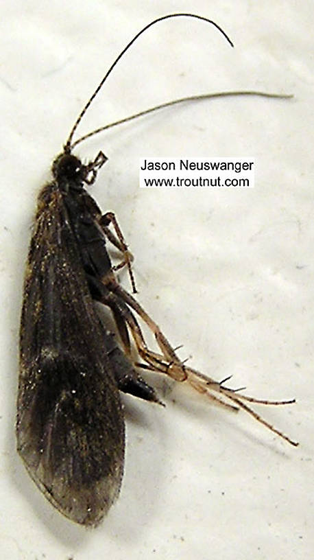 Lateral view of a Female Trichoptera (Caddisfly) Insect Adult from unknown in Wisconsin