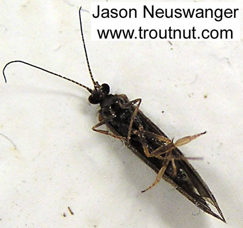 Female Trichoptera (Caddisfly) Insect Adult
