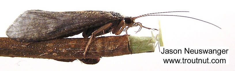 Lateral view of a Female Hydropsyche (Hydropsychidae) (Spotted Sedge) Caddisfly Adult from unknown in Wisconsin