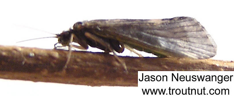 Lateral view of a Female Cheumatopsyche (Hydropsychidae) (Little Sister Sedge) Caddisfly Adult from unknown in Wisconsin