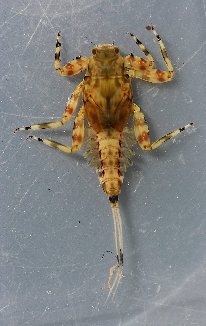 In alcohol, collected April 3, 2013. Dorsal view, specimen 1.