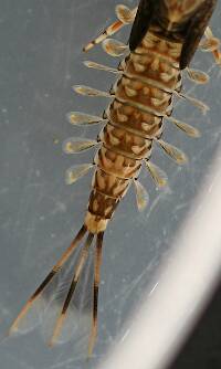 Species #1. Live specimen, 12 mm (excluding cerci).