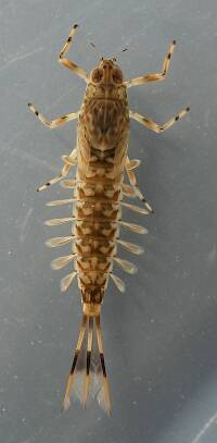 Species #1. Live specimen, 9 mm (excluding cerci).