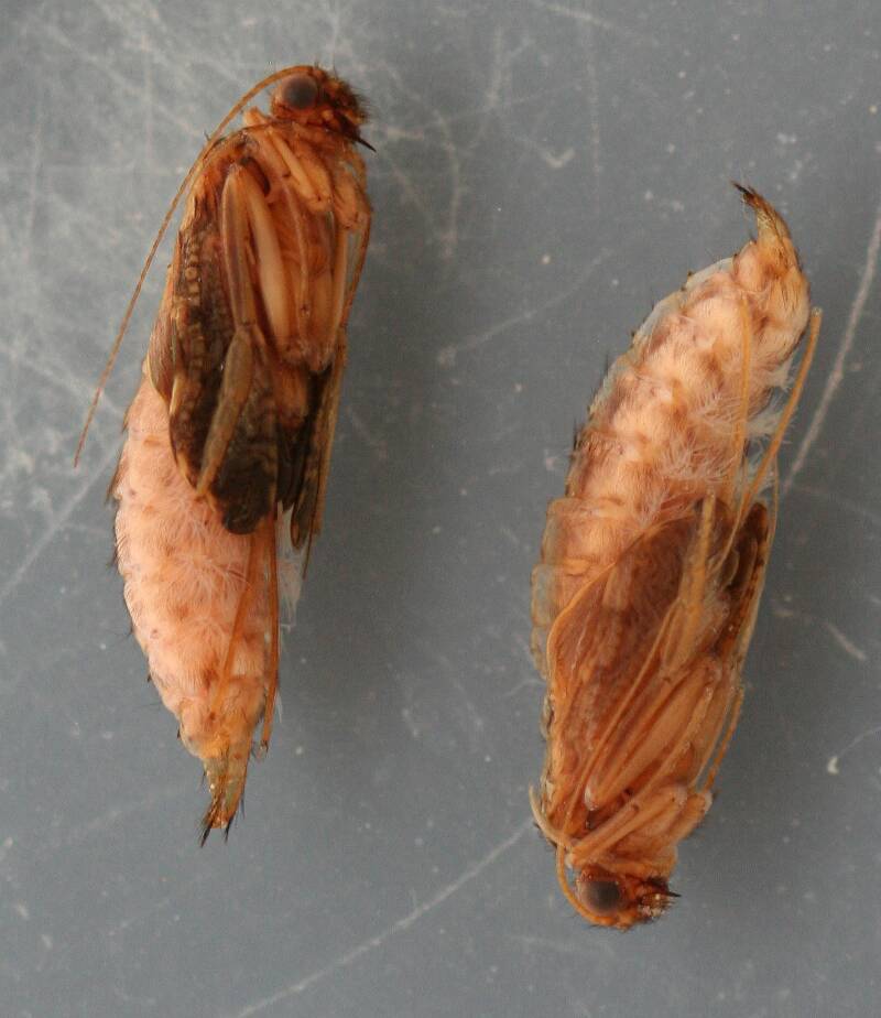 Photo taken April 3, 2013. Pupae removed from cases in photo above. 13 mm. In alcohol.