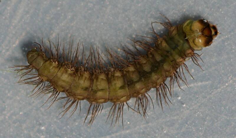 Larva 11 mm. Live specimen.