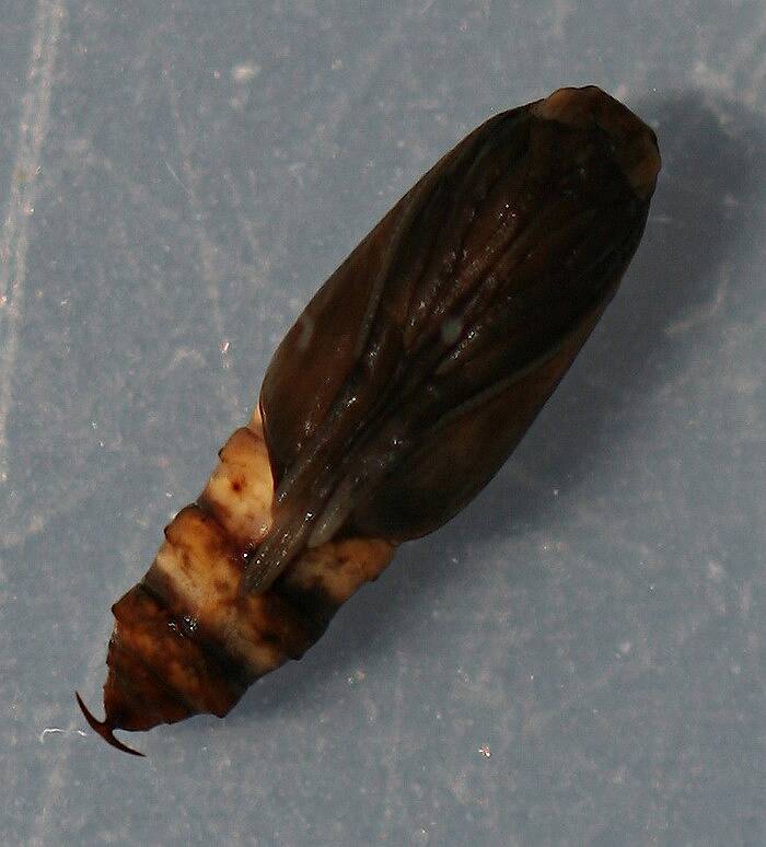 Mature pupa. 9 mm. In alcohol. Ventral view.