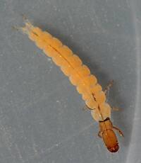 Larva 9 mm. August 16, 2014.