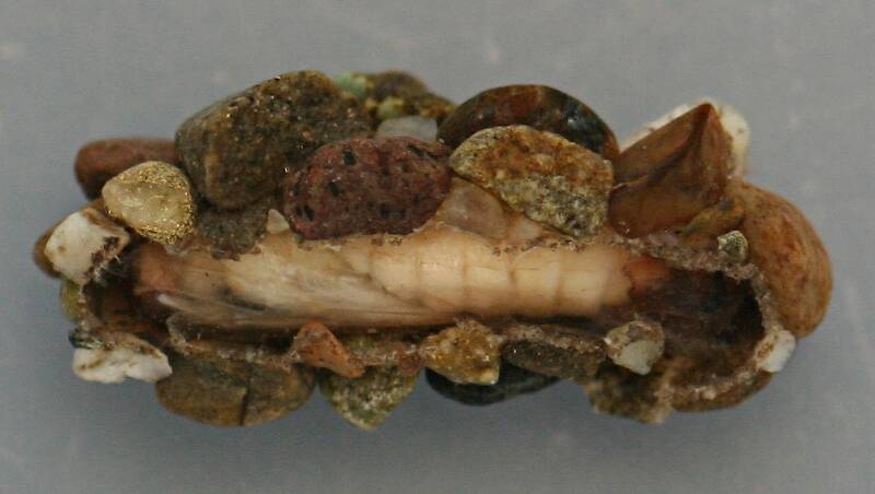 Ventral view, case of early pupa. Case 10 mm. Pupa 8.5 mm. August 16, 2014. Live specimen.