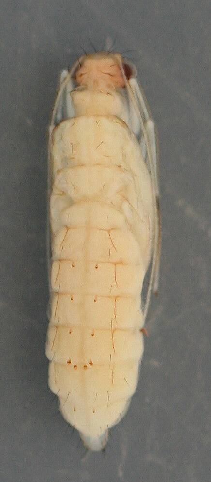 Dorsal view of early pupa from case above. In alcohol. Coloring about the same as live specimen. August 16, 2014.