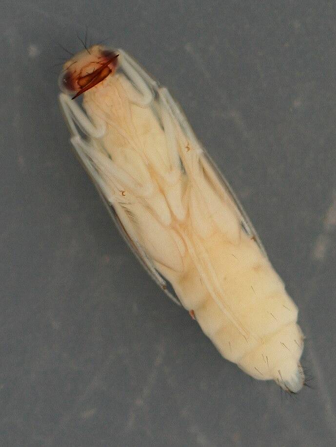 Ventral view of specimen above. August 16, 2014. In alcohol.