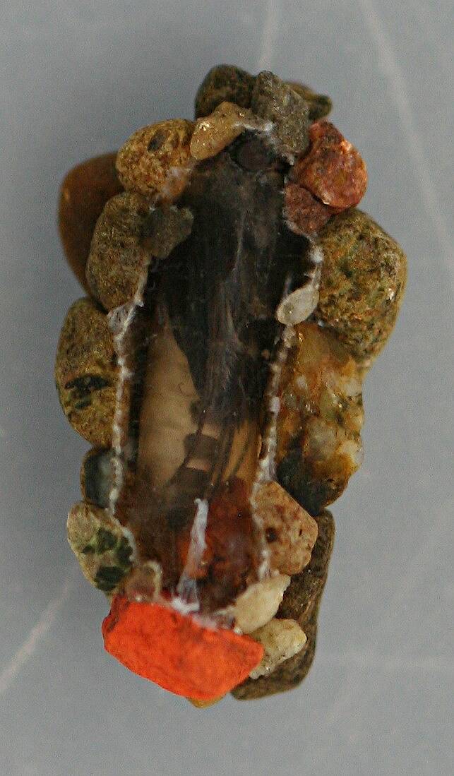 Ventral view of case above. Pupa 8 mm. August 16, 2014. Live specimen.