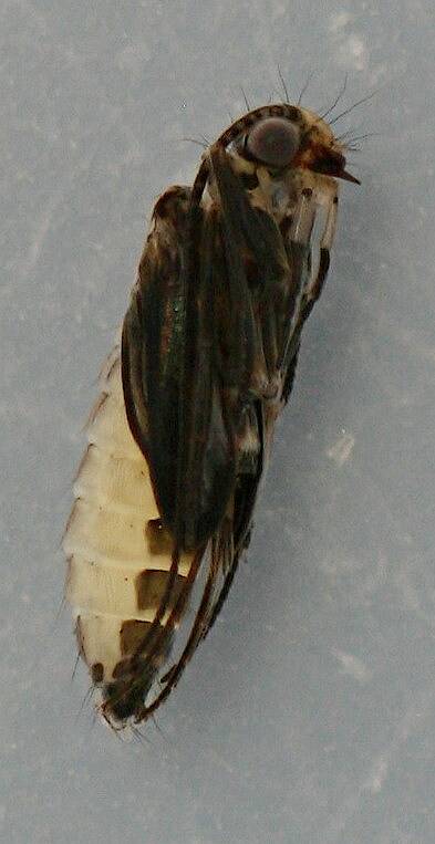 Pupa from case above. Lateral view. August 16, 2014. In alcohol.