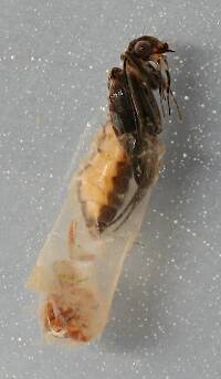 Chimarra pupa. 7 mm. Collected September 30, 2014.