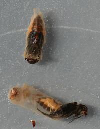 Chimarra pupae. 7 mm. Collected September 30, 2014.