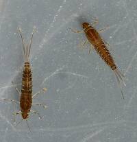Fallceon quilleri nymphs. Immature females. 6 mm (excluding cerci). Collected October 5, 2014.
