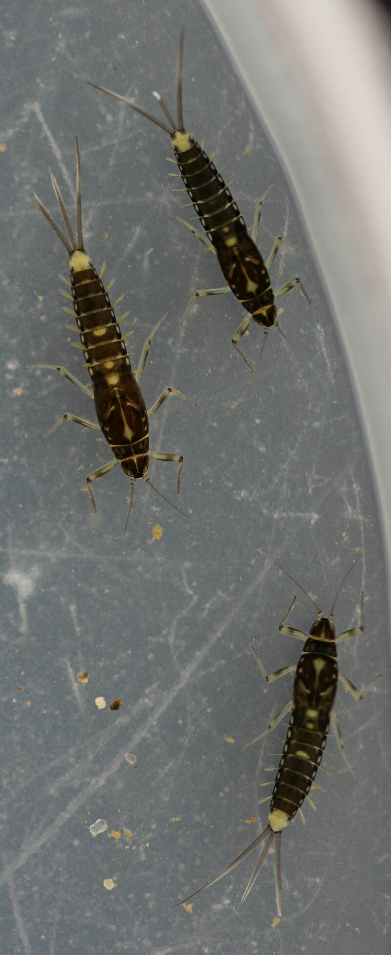 Fallceon thermophilos nymphs. Mature females. 5 - 5.5 mm (excluding cerci). Collected April 21, 2014.