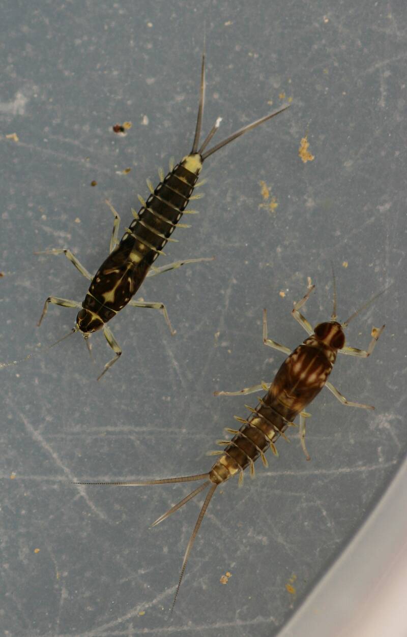 Female Fallceon thermophilos and male Fallceon sp.1 nymph. Collected April 21, 2014.