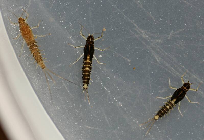 Fallceon thermophilos nymphs. Mature male and female with female Fallceon quilleri nymph. Collected November 7, 2014.