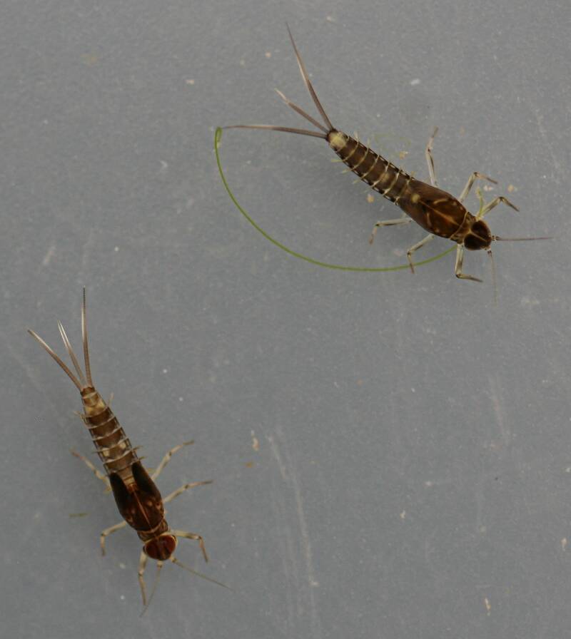 Fallceon sp.1. and Fallceon thermophilos male nymphs. Collected August 29, 2014.