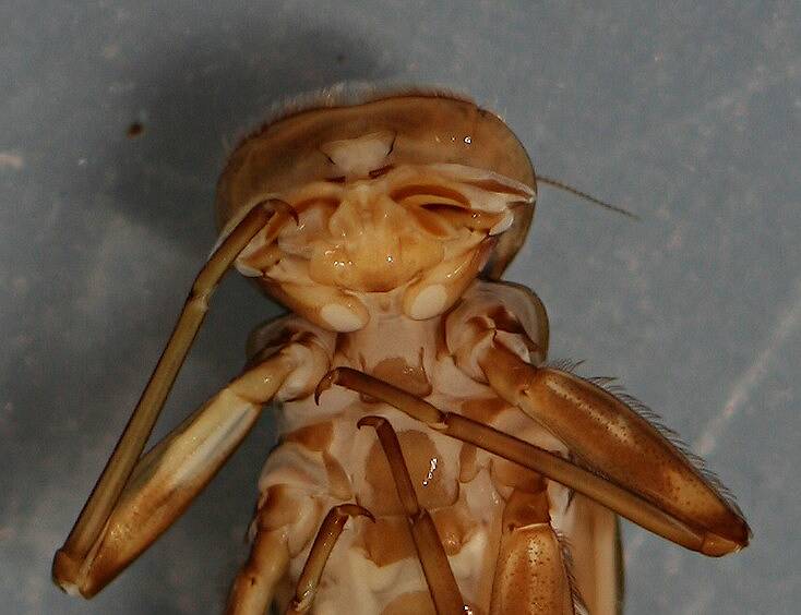 Mouthparts of nymph.