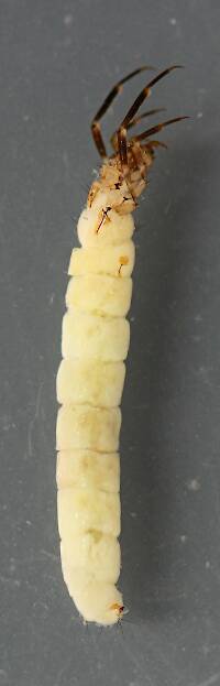 Larva 13 mm.