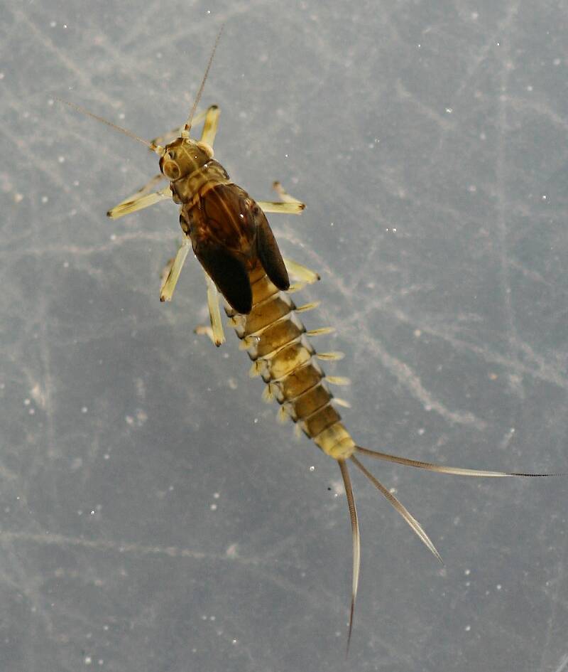 Female. 7 mm.