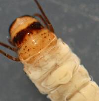 Larvae are 10 mm.