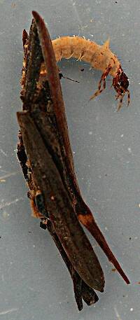 Intermediate instar. Approximately 10 mm. case length.