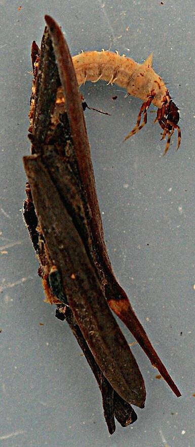 Intermediate instar. Approximately 10 mm. case length.