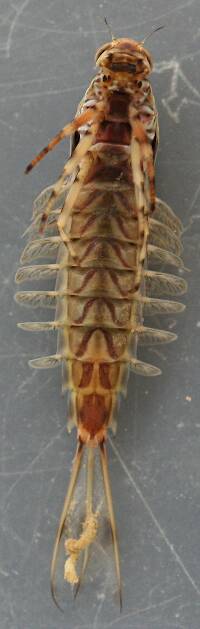 Ventral view of nymph shown in photo above.