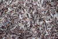 News reports said there were piles of these mayflies two feet deep in Wrightsville, PA.