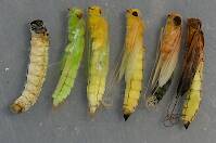 Pupae about 7-8  mm.