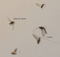 Variety of bugs (very blurry, sorry -- wrong camera at time).