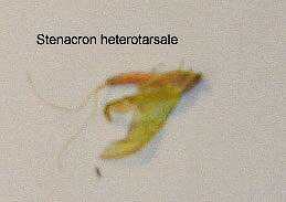 Slightly, mangled Stenacron heterotarsale dun while emerging.