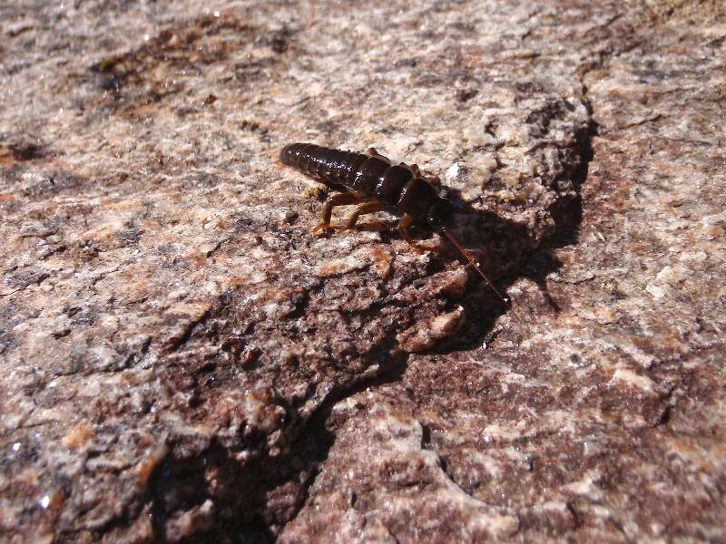 Usually I find many huge (size 6-8) Golden Stones on this stream, but I've come across this species a few times as well... is this a type of stonefly also?  This specimen was found in the water despite the dry rock.