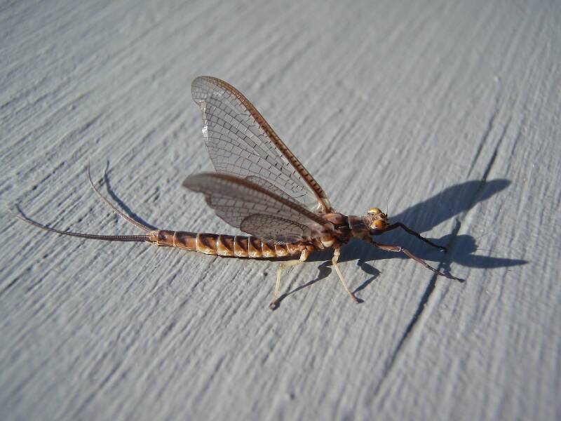 Name this mayfly