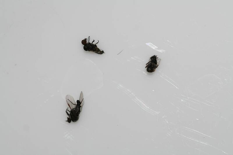 These were quite numerous in and on the film when I was looking for tricos - they are about the same size.  Are these the little black flies that bite you?