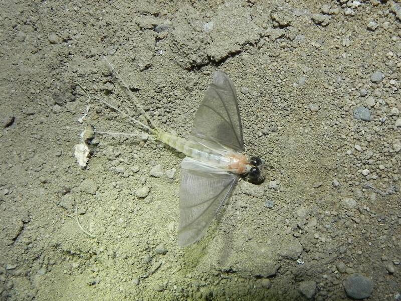 Another close up of male subimago