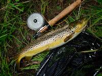 A 17" brown trout who ate my wet fly imitation, early morning. (He was released right after photo.)